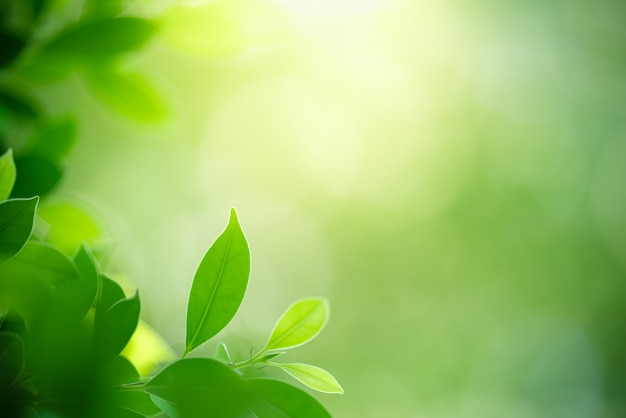 Feuille verte avec espace de copie utilisant comme concept de nature fond ou fond d&#39;écran.