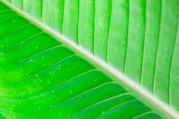 Feuille verte fermer le fond.