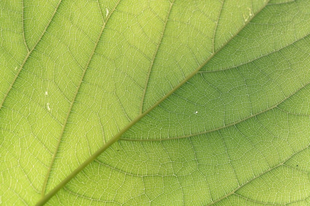 feuille verte fibre closeup pour le fond