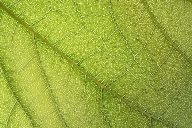 feuille verte fibre closeup pour le fond