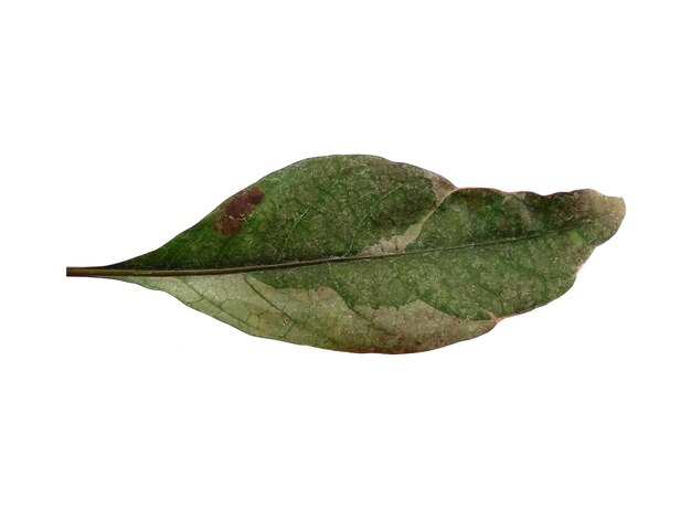 Feuille verte sur fond blanc Arbre aux feuilles vertes