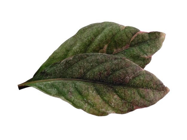 Feuille verte sur fond blanc Arbre aux feuilles vertes