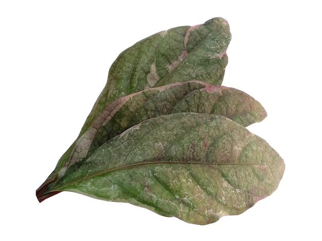 Feuille verte sur fond blanc Arbre aux feuilles vertes