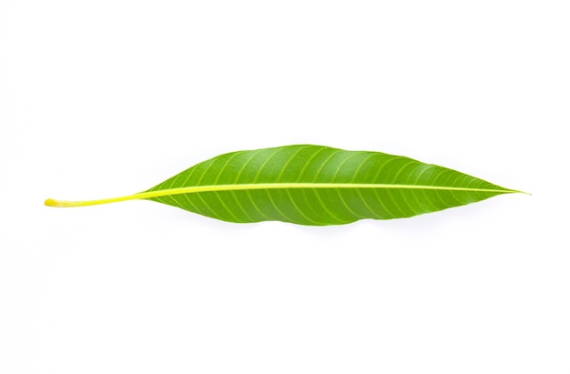 Feuille verte sur fond blanc, feuille de mangue