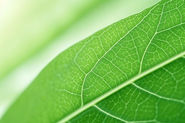 une feuille verte avec un fond blanc et le mot sauvage dessus