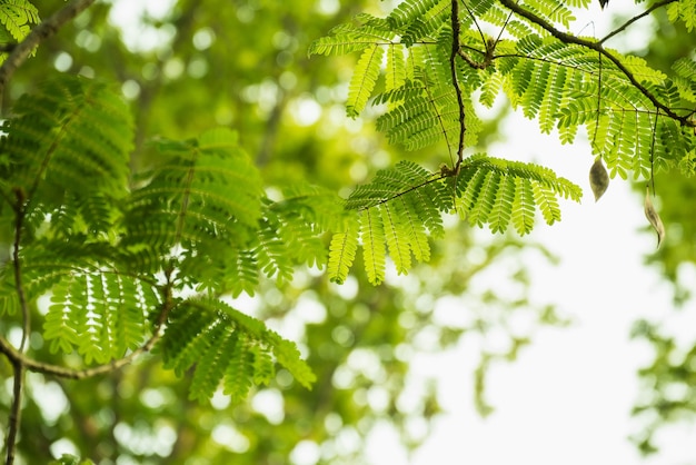 Feuille verte sur fond blanc