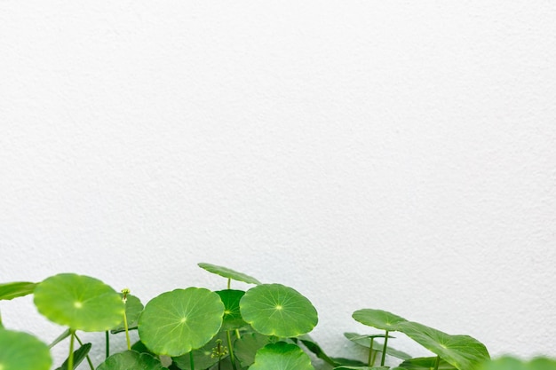 Feuille verte sur fond blanc