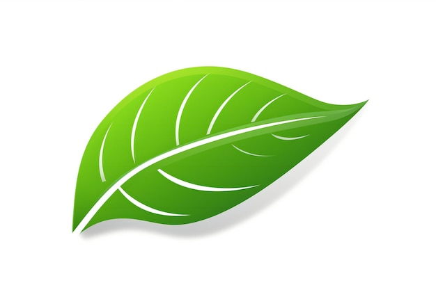 Une feuille verte sur un fond blanc