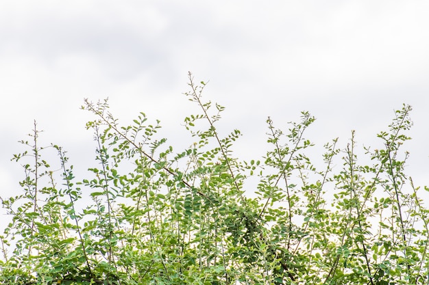 Feuille verte sur fond de ciel dans le jardin