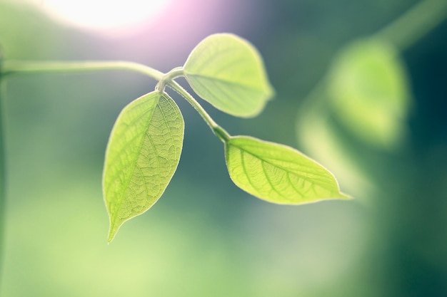 Feuille verte avec fond clair du matin dans la nature