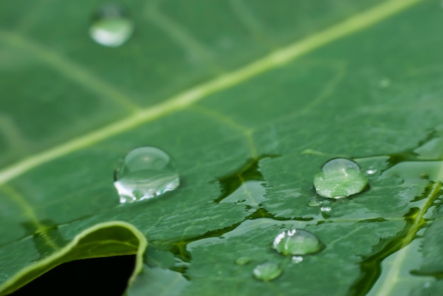 Feuille verte avec fond de gouttes d'eau