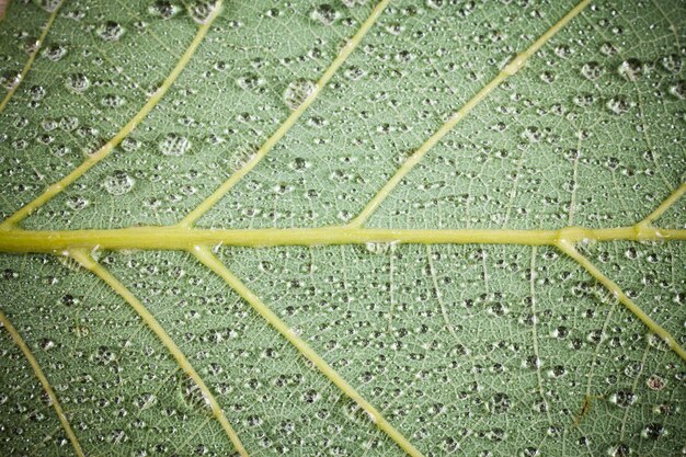 Feuille verte avec fond de gouttes d'eau.