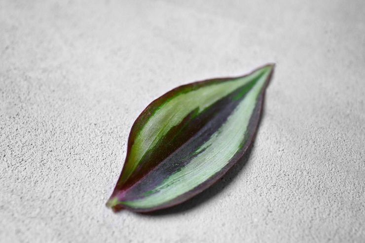 Photo feuille verte sur fond gris