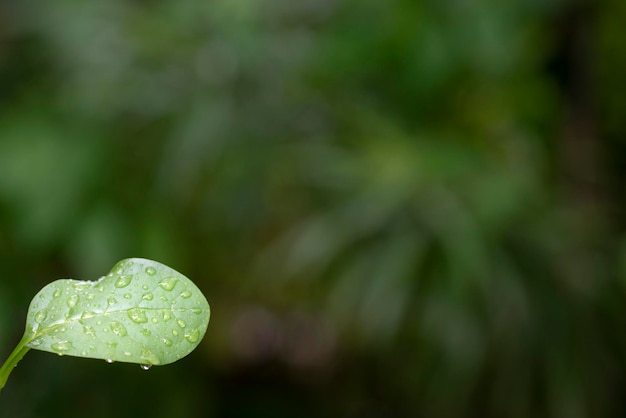 Feuille verte et fond de nature