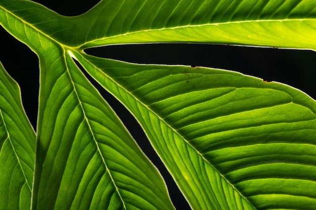 Feuille verte de fond naturel