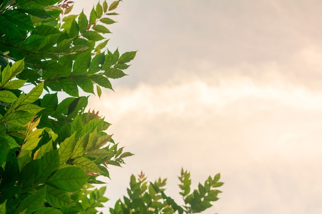 Feuille verte sur fond de nuage