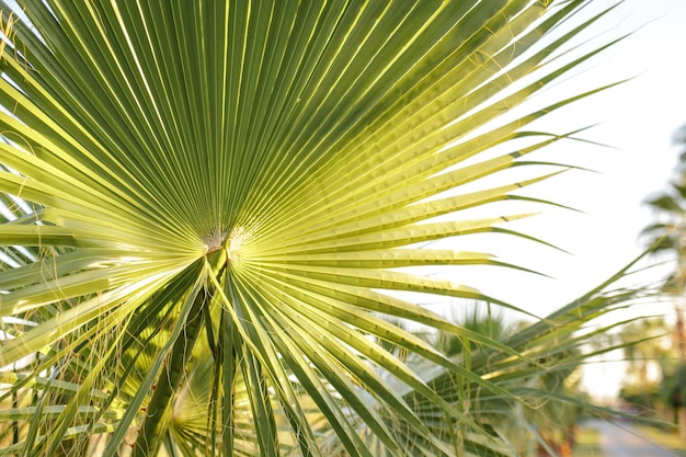 Feuille verte de fond de palmier