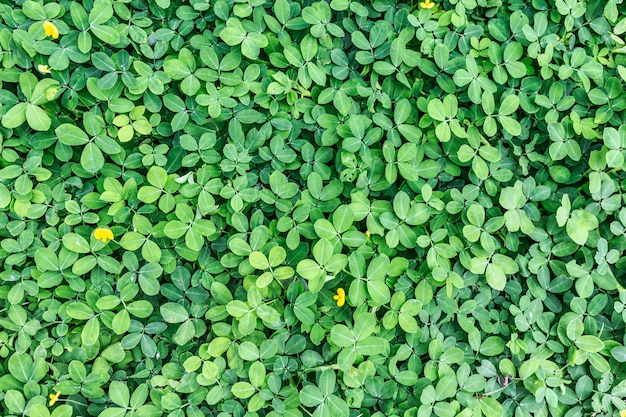 Feuille verte sur fond de texture vert foncé