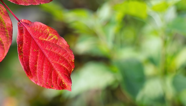 Photo une feuille verte sur un fond vert flou