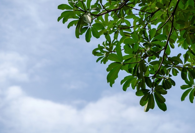 La feuille verte fraîche sur le ciel bleu avec le nuage en été, vue de face pour l'espace de copie.