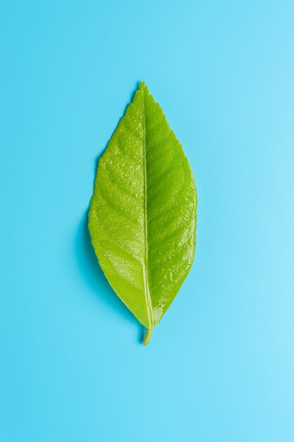 Feuille verte fraîche sur fond bleu