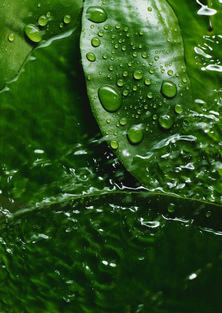 Feuille verte fraîche avec des gouttes d'eau