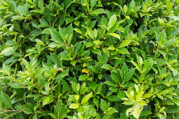 Feuille verte fraîche avec des gouttes de pluie.