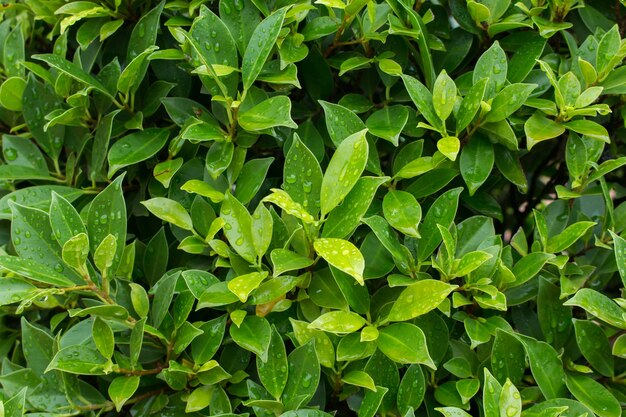 Feuille verte fraîche avec des gouttes de pluie.