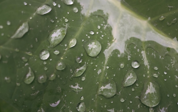 Feuille verte fraîche avec des gouttes de rosée