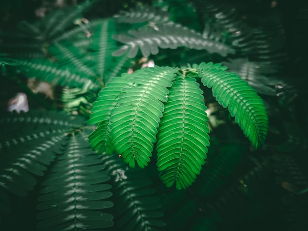 Feuille verte fraîche