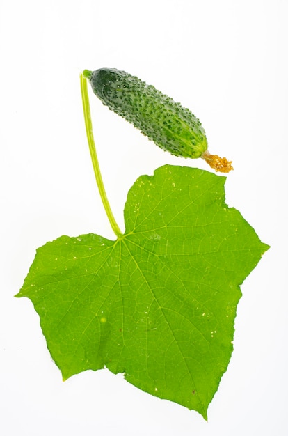 Feuille verte et fruit de concombre frais isolé sur fond blanc.