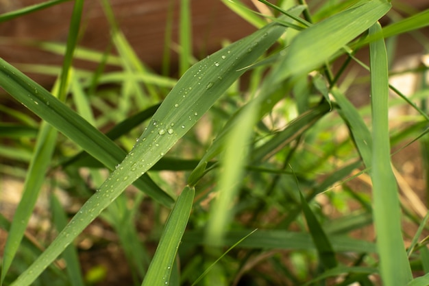 Feuille verte avec une goutte d'eau sur fond noir