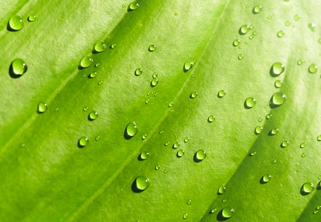 Feuille verte avec une goutte d&#39;eau le matin.