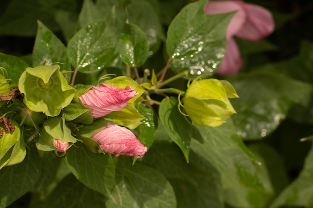 Feuille verte avec goutte d'eau