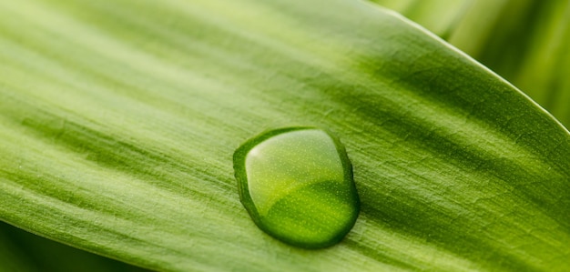 Une feuille verte avec une goutte de rosée. Pris en studio avec une marque 5D III.