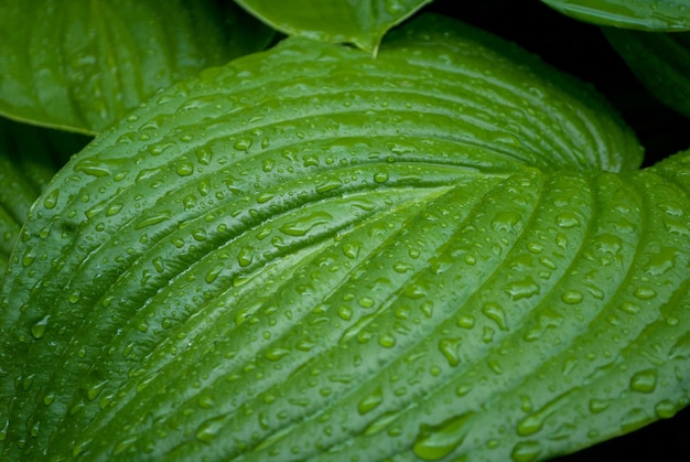 Photo une feuille verte avec des gouttelettes d'eau dessus