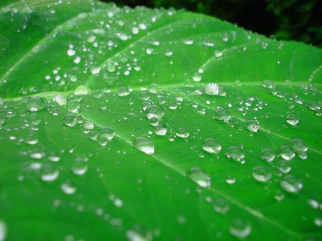 Une feuille verte avec des gouttelettes d'eau dessus