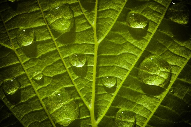 Photo feuille verte avec des gouttes d'eau en arrière-plan