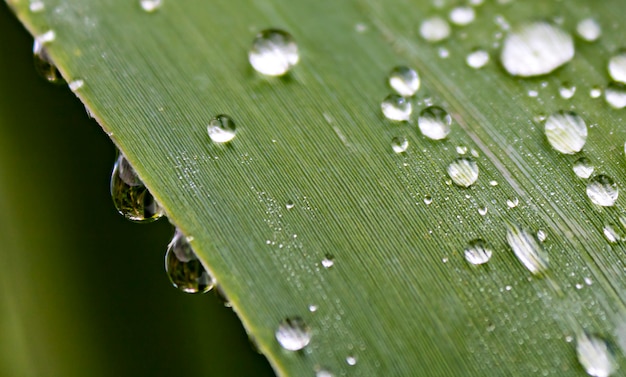 Photo feuille verte avec des gouttes d'eau dans la forêt.