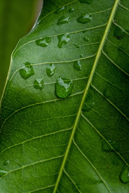 Une feuille verte avec des gouttes d'eau dessus