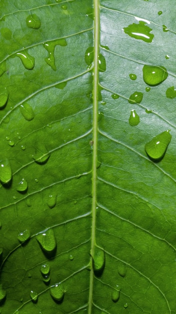 Une feuille verte avec des gouttes d'eau dessus