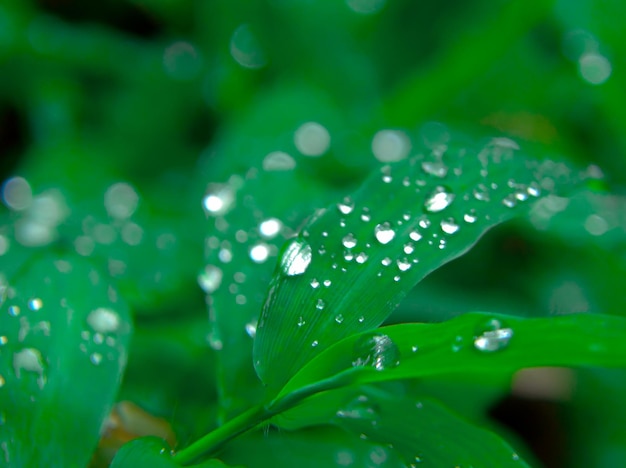 Une feuille verte avec des gouttes d'eau dessus