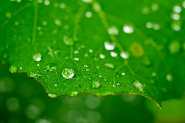 Feuille verte avec des gouttes d'eau macro nature background