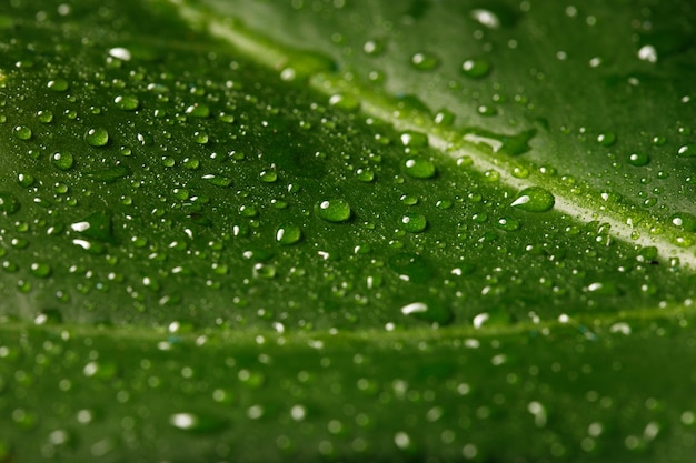 Feuille verte avec des gouttes d'eau se bouchent