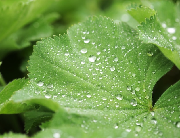 Feuille verte avec des gouttes d'eau