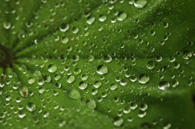 Feuille verte avec des gouttes d&#39;eau