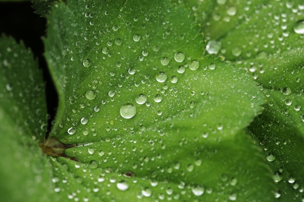 Feuille verte avec des gouttes d'eau