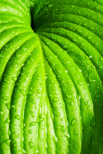 Une feuille verte avec des gouttes d'eau.