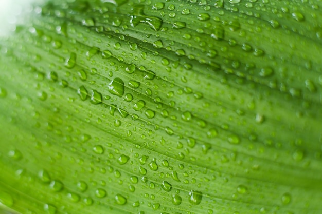 Feuille verte en gouttes d'eau