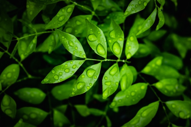 La feuille verte avec des gouttes d&#39;eau